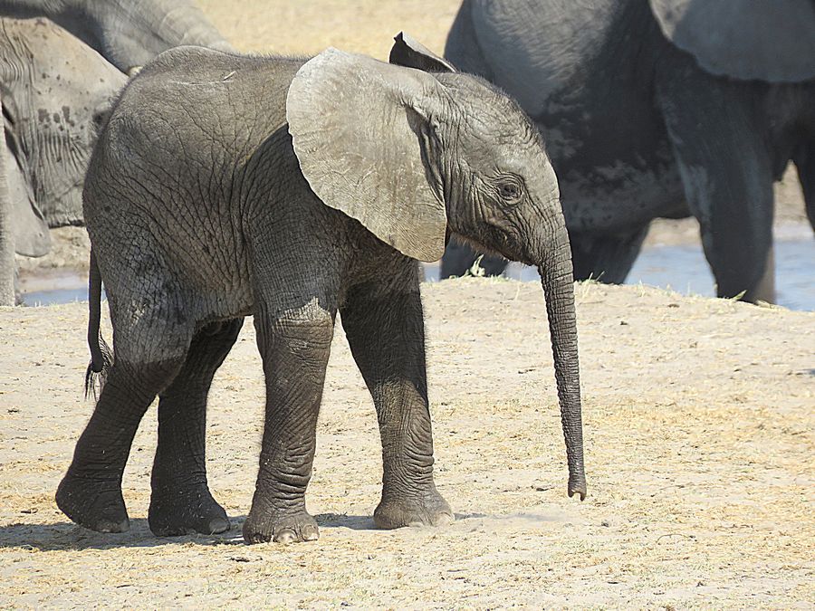 elephant