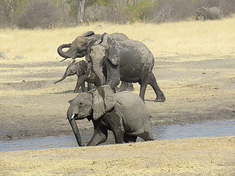 elephants