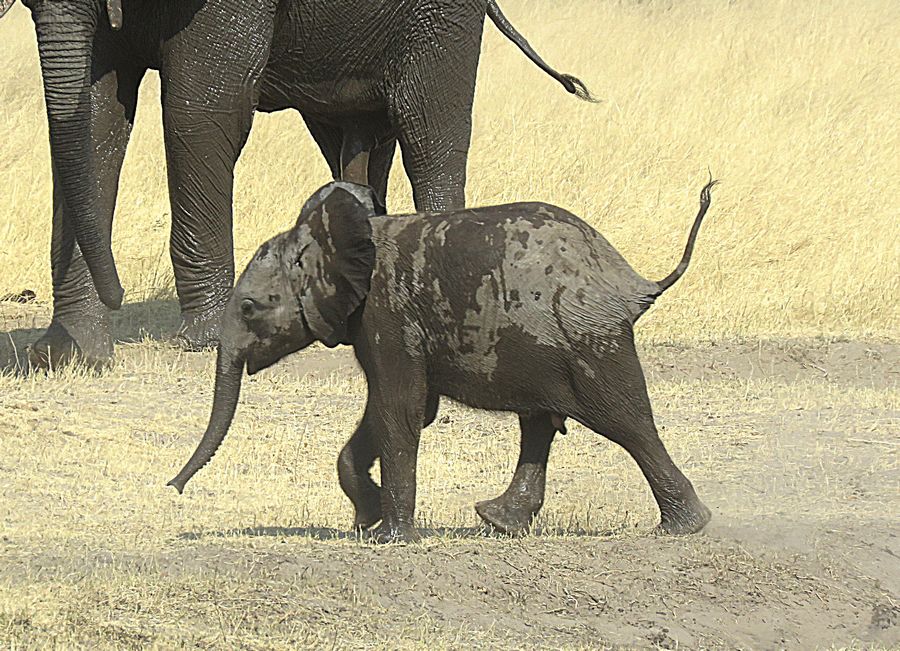 elephant