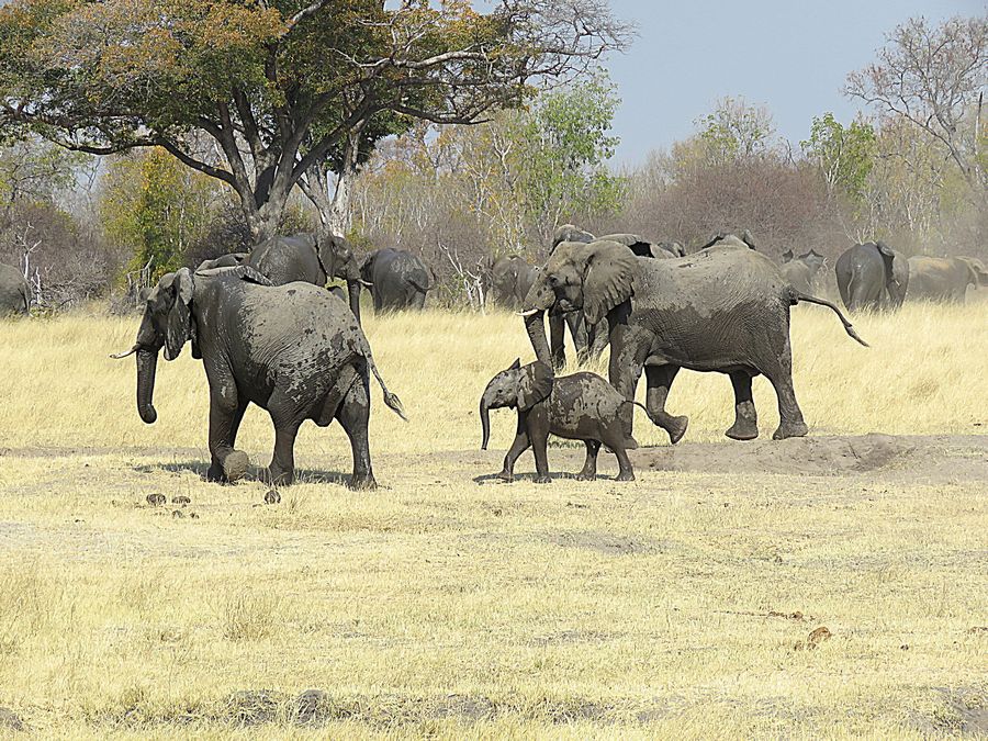 elephants