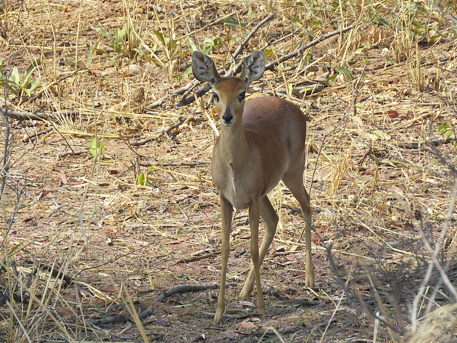 steenbok