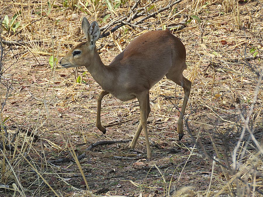 steenbok