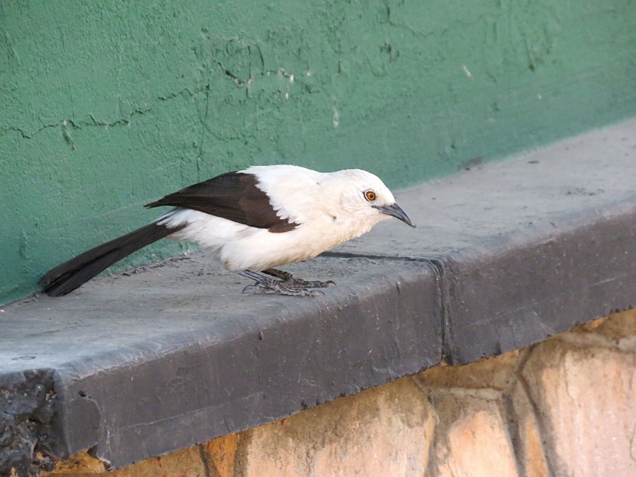 pied babbler
