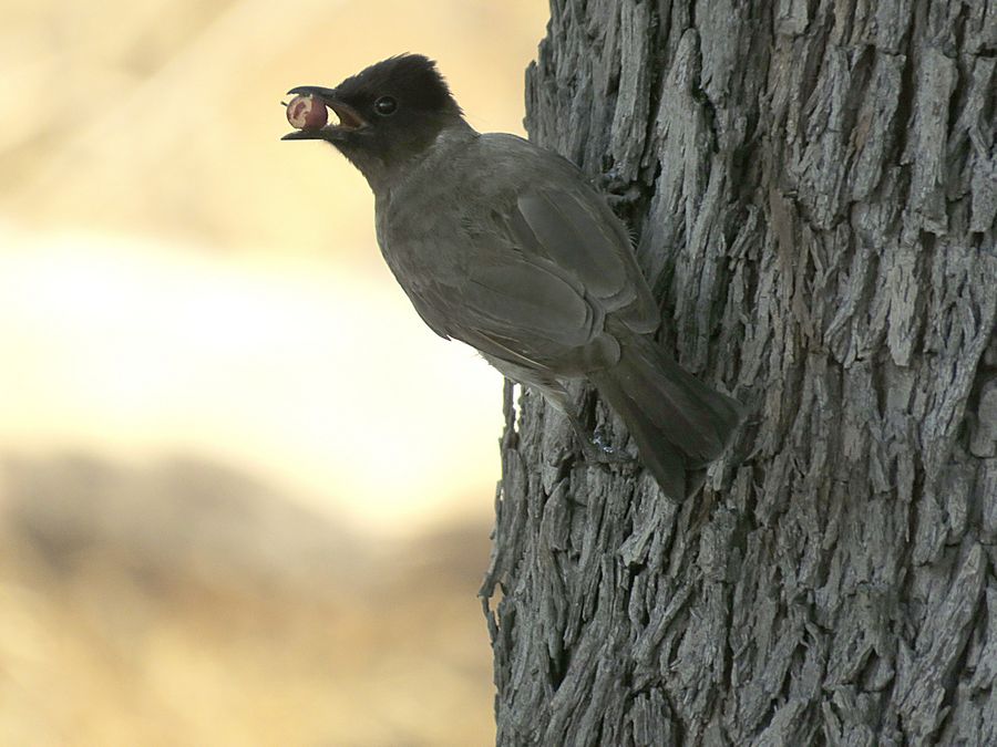 go-away bird