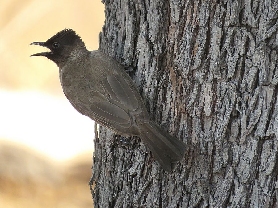 go-away bird