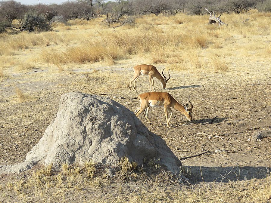 impalas