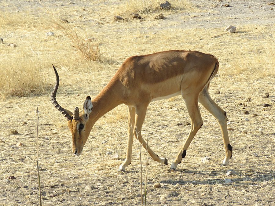 male impala