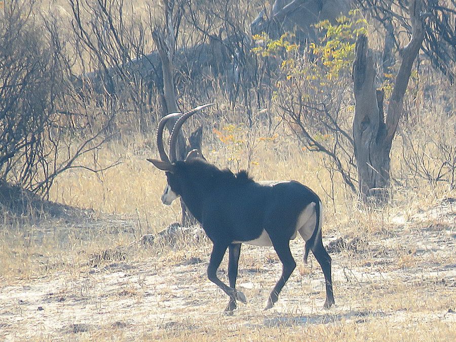 sable antelope
