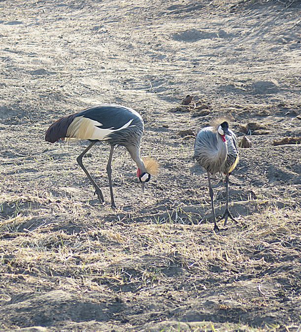 crane