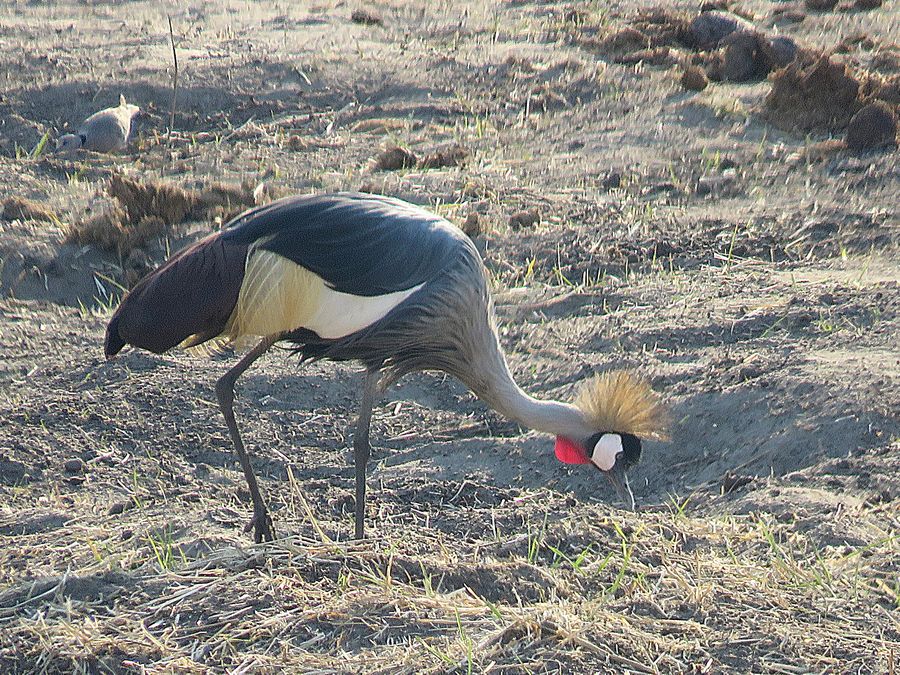 crane