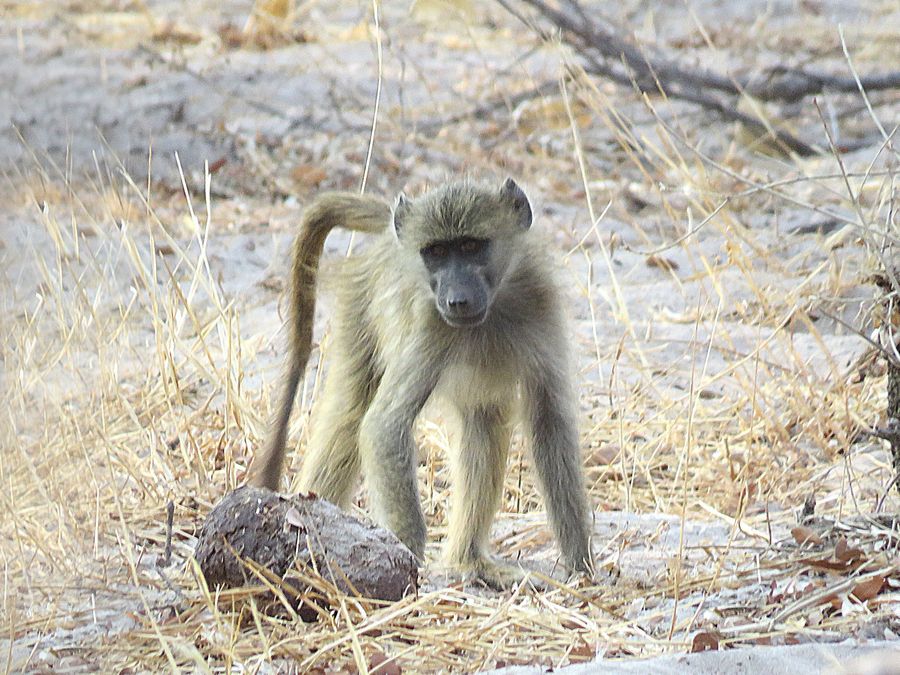 baboon