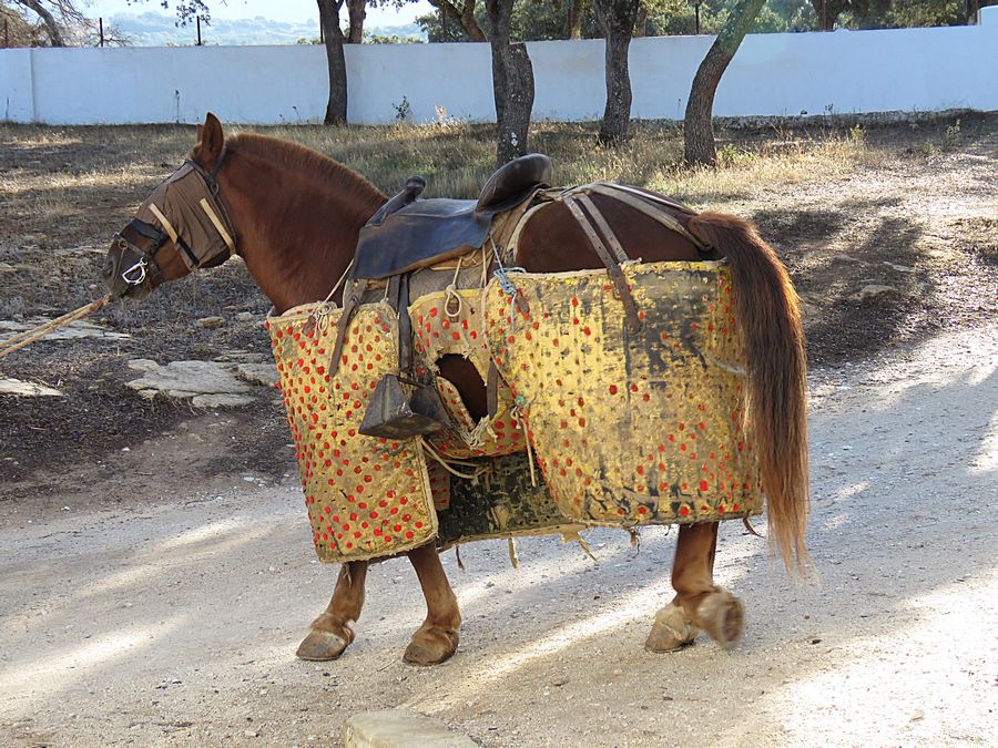 horse
