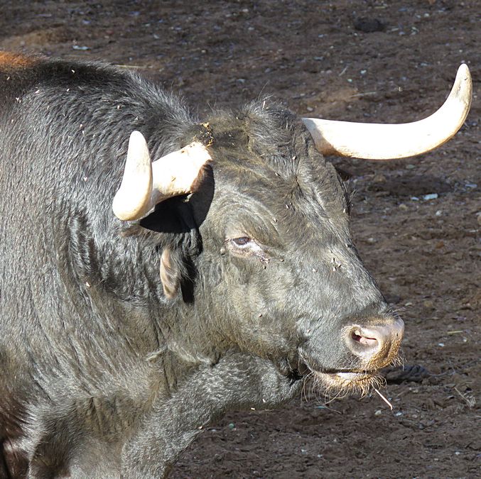 bull