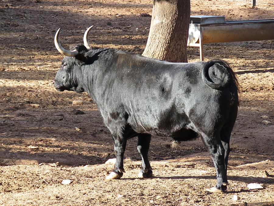 bull