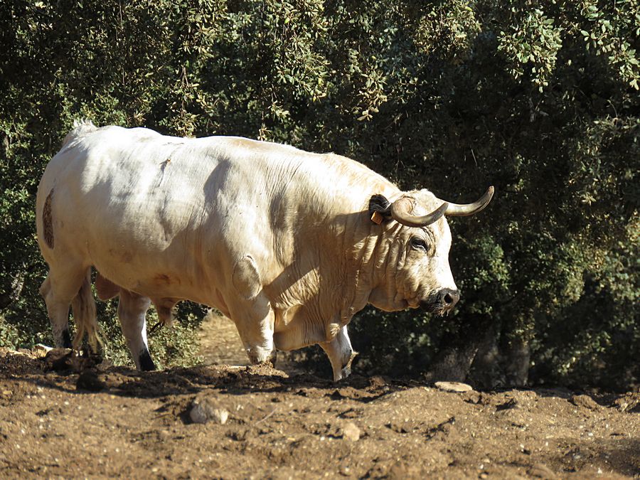mating bull