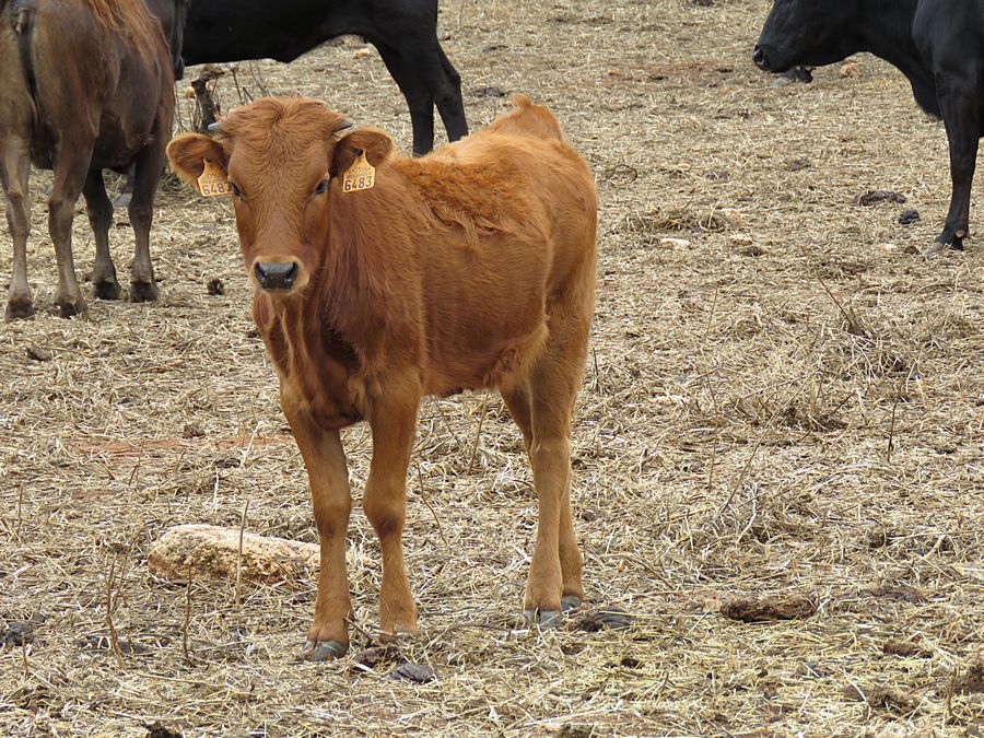 calf