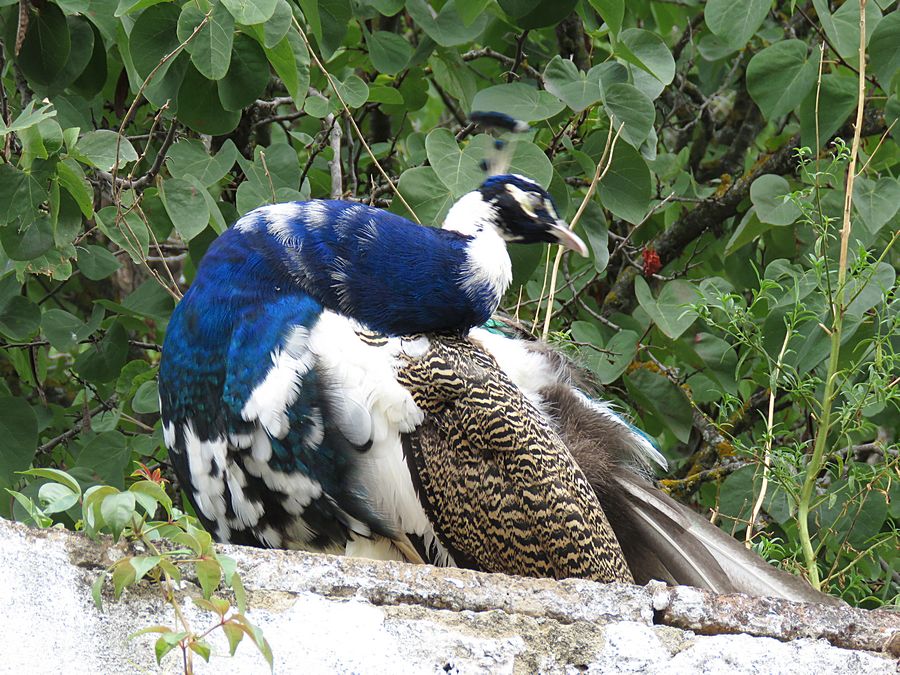 peacock