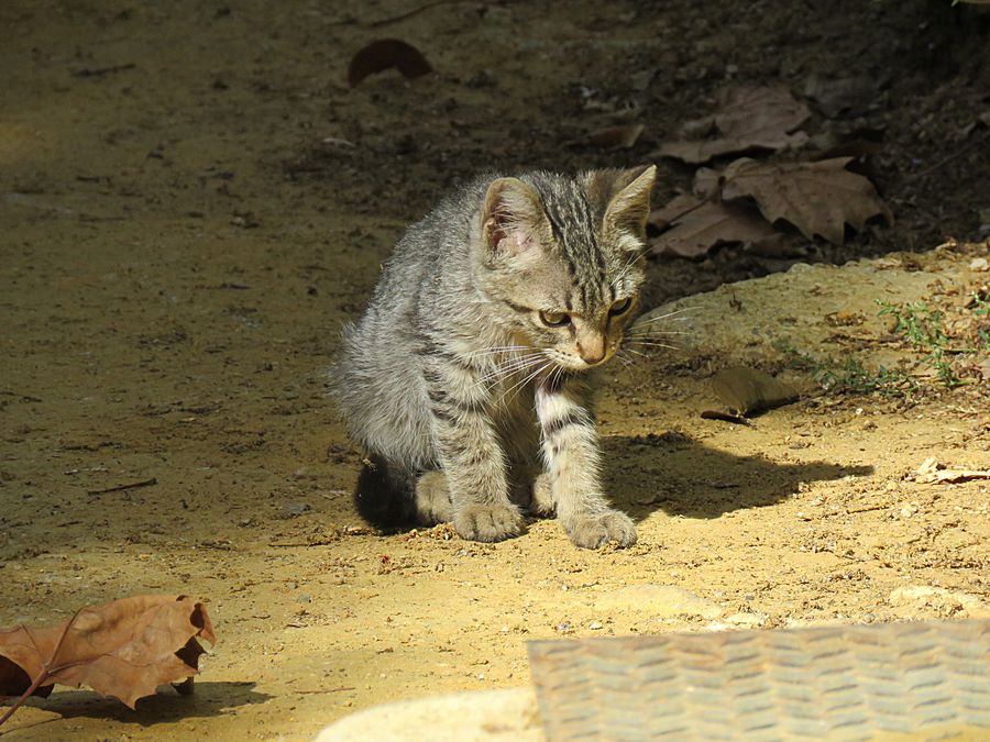 kitten