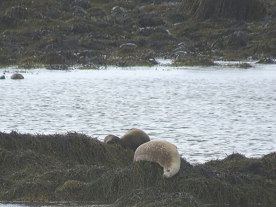 sea lion