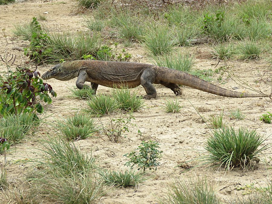 komodo dragon