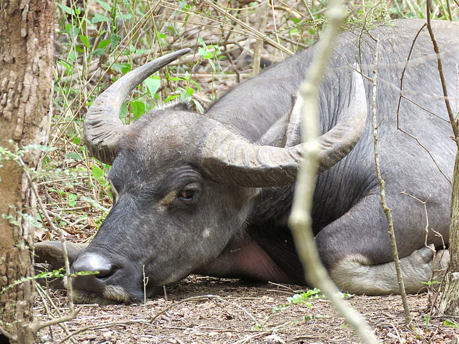 buffalo