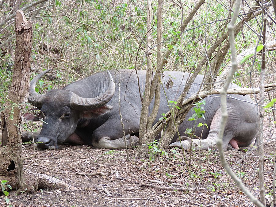 buffalo