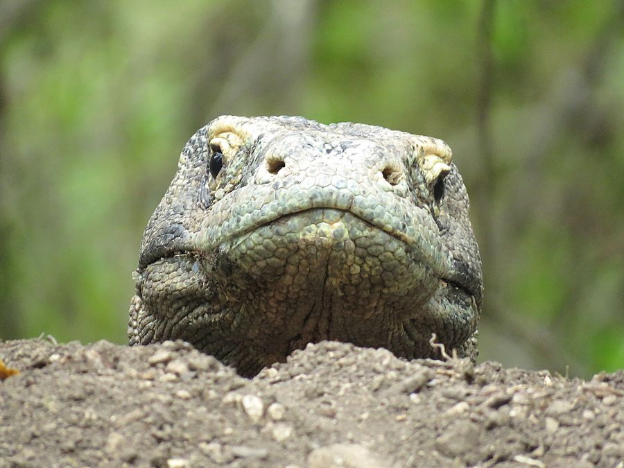 head