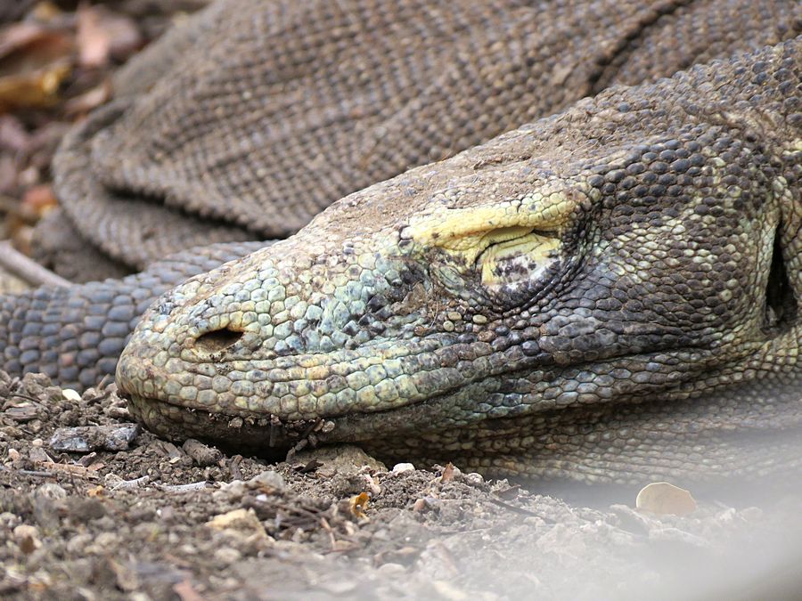 dragon eyelid