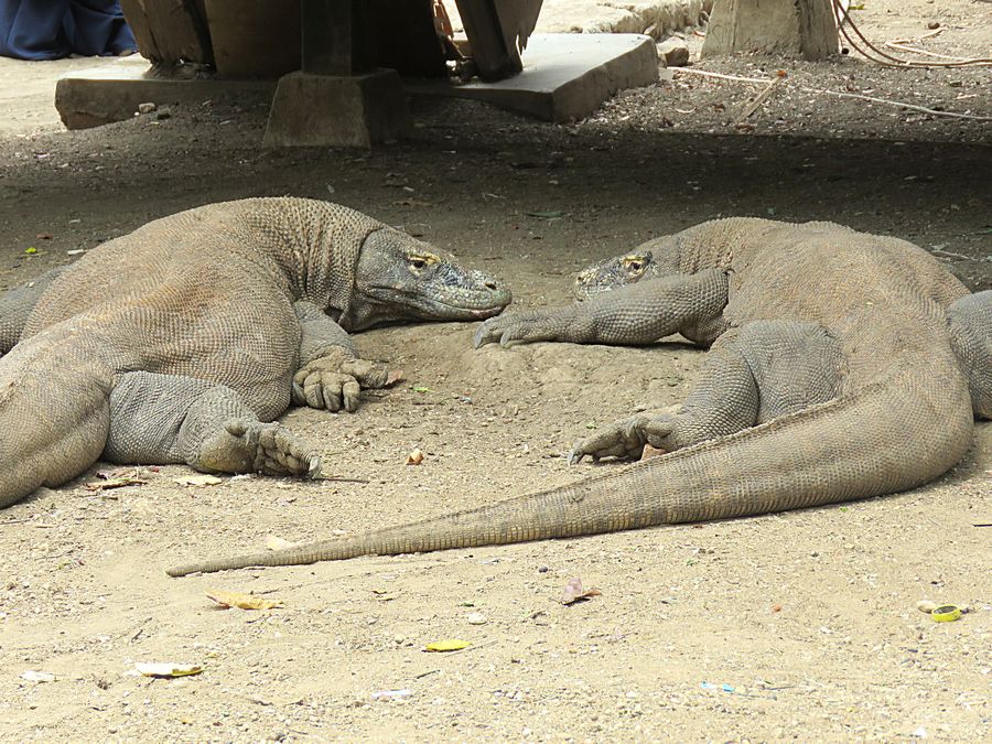 2 male dragons