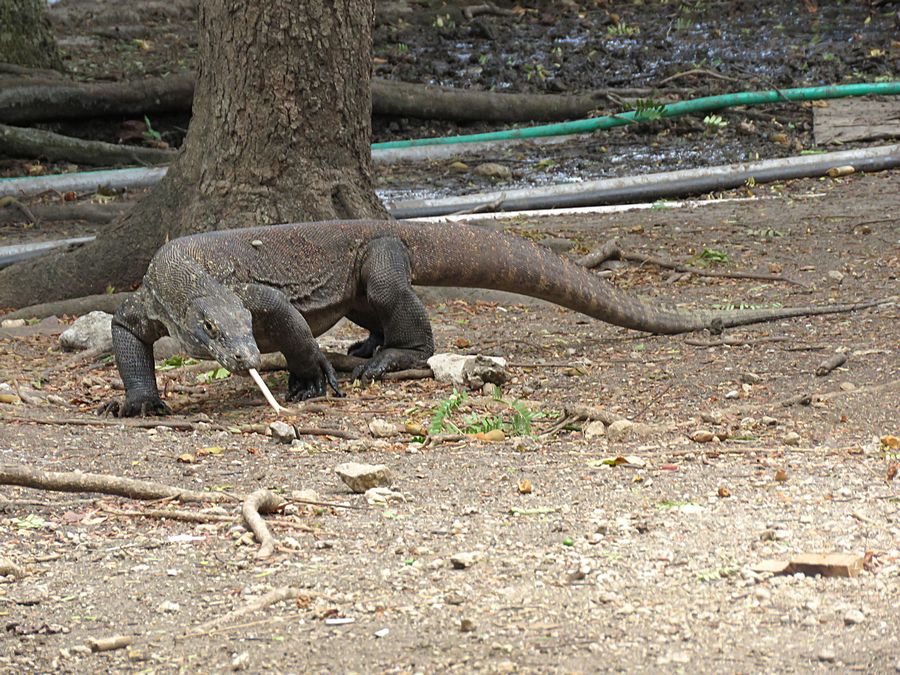 dragon with forked tongue