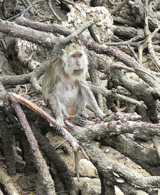 monkey