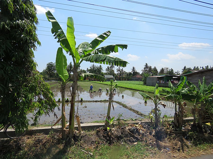 rice fields