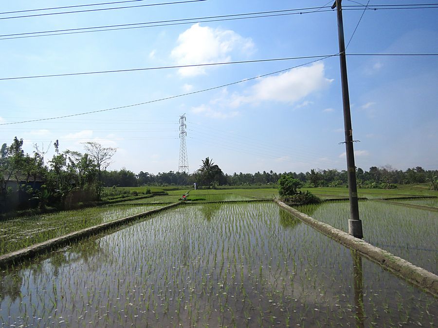 rice field