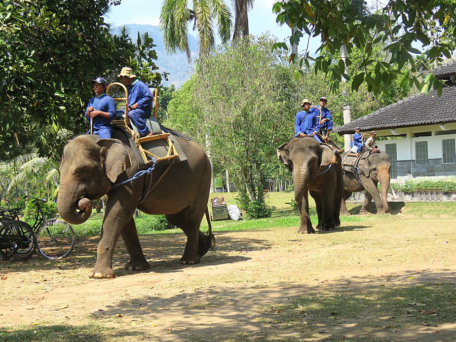 Asian elephants