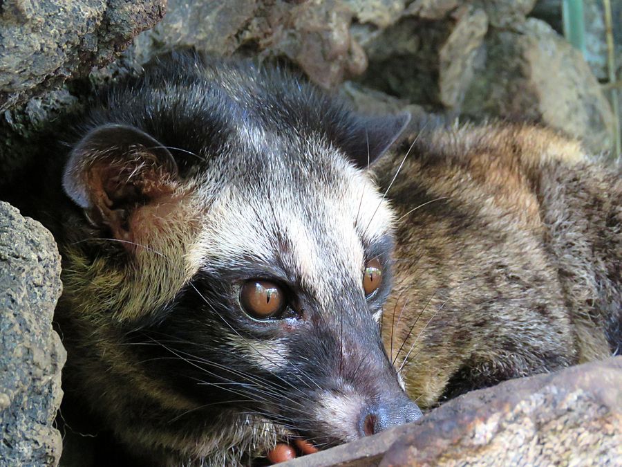 civet
