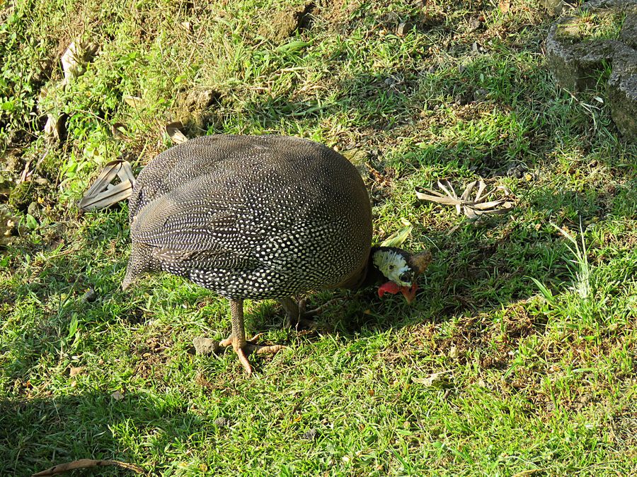 helmeted guineafowl