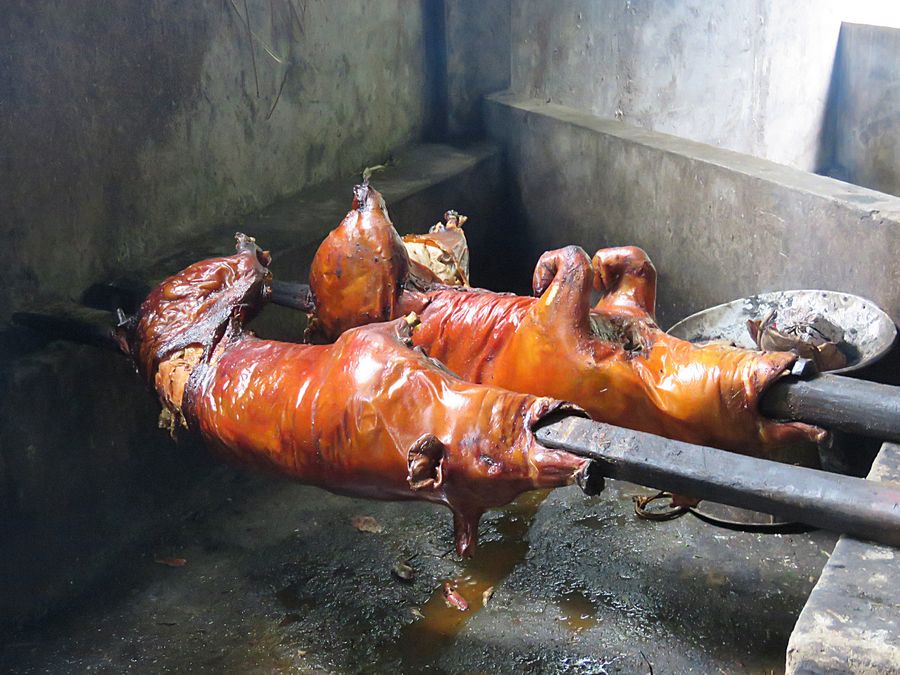 roasting pigs