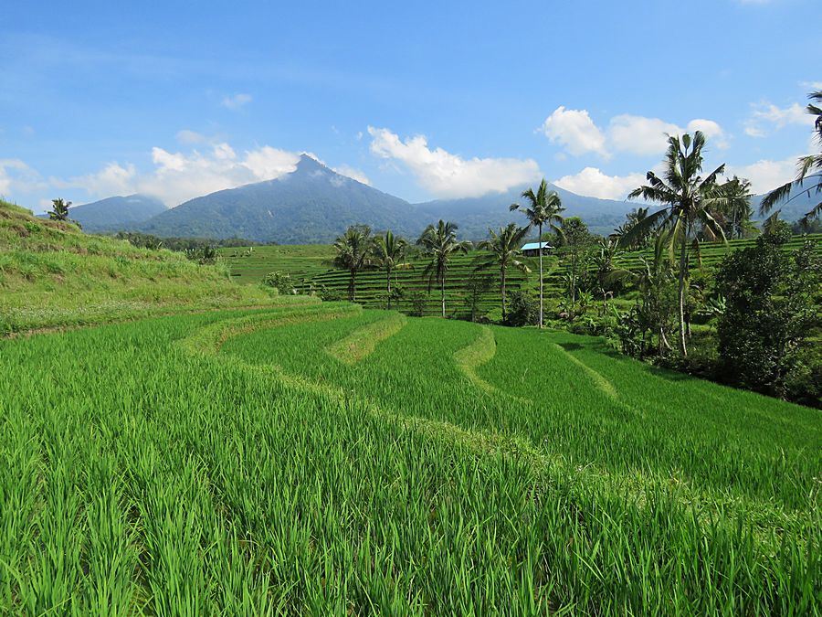 rice field