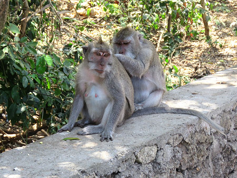 monkey grooming