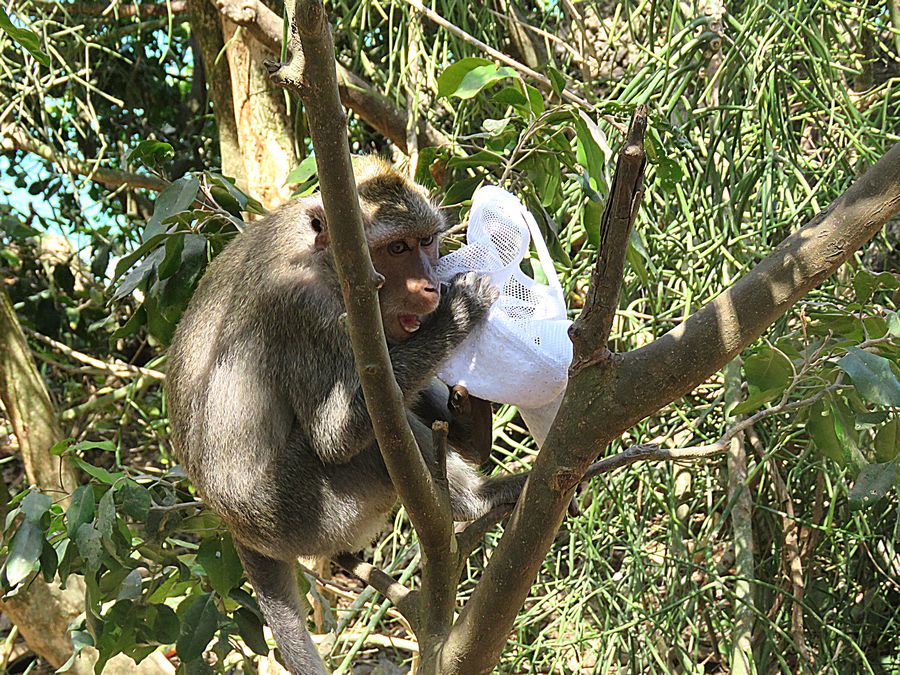 monkey with bag