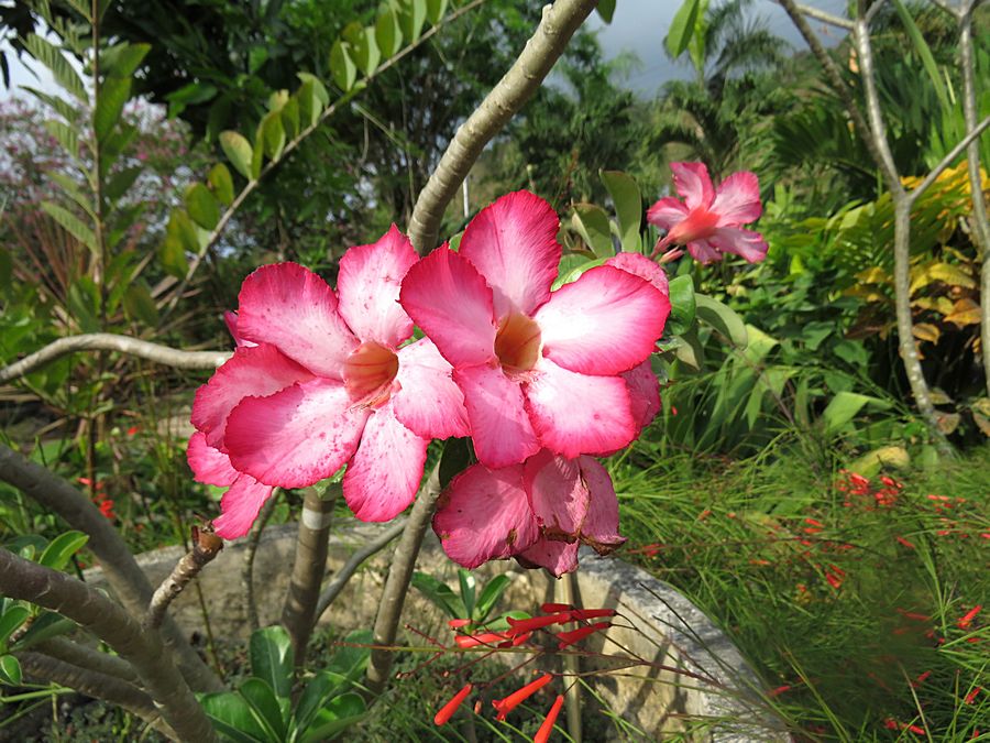 flower