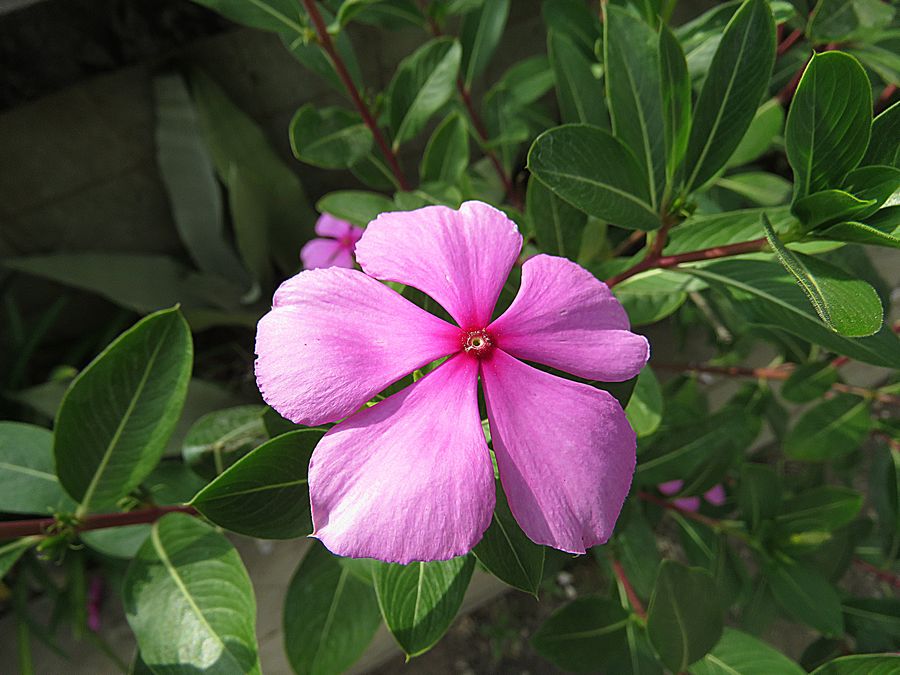 flower
