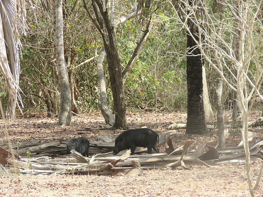 boars
