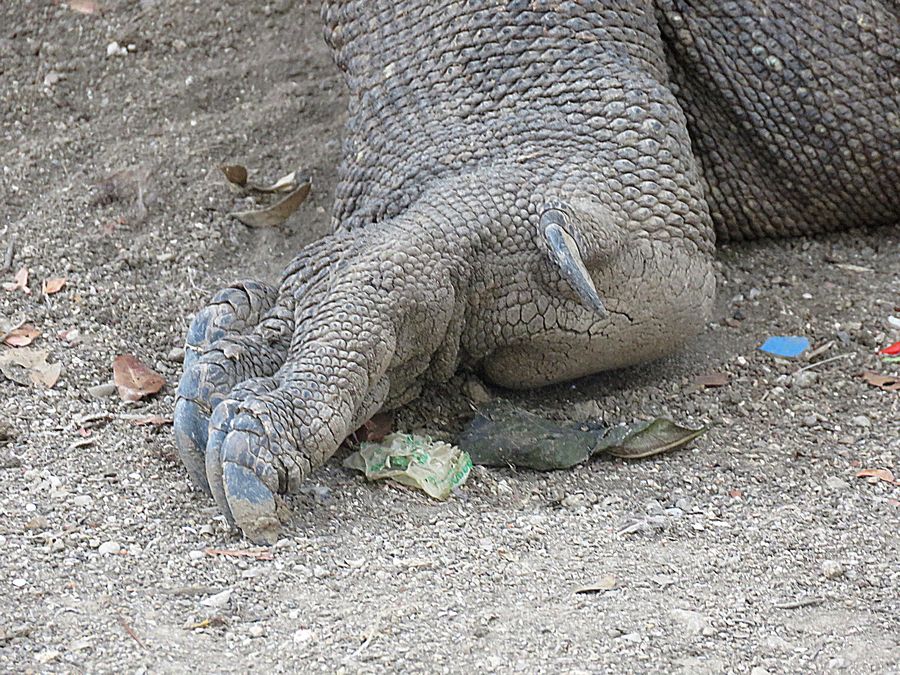 claw