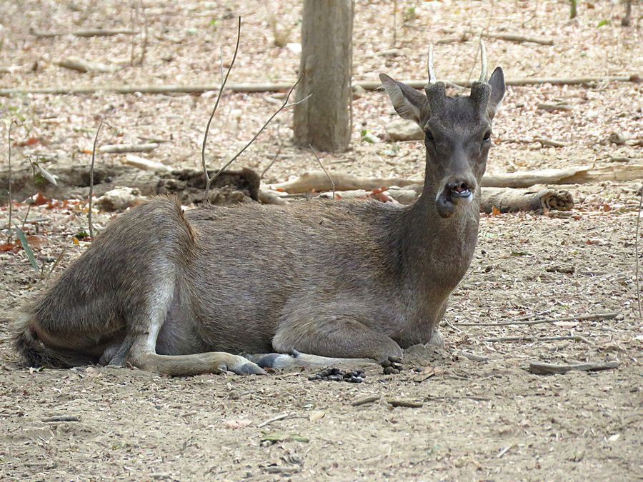 deer