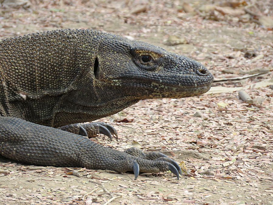 female dragon