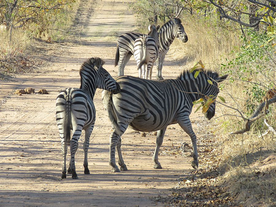 zebras