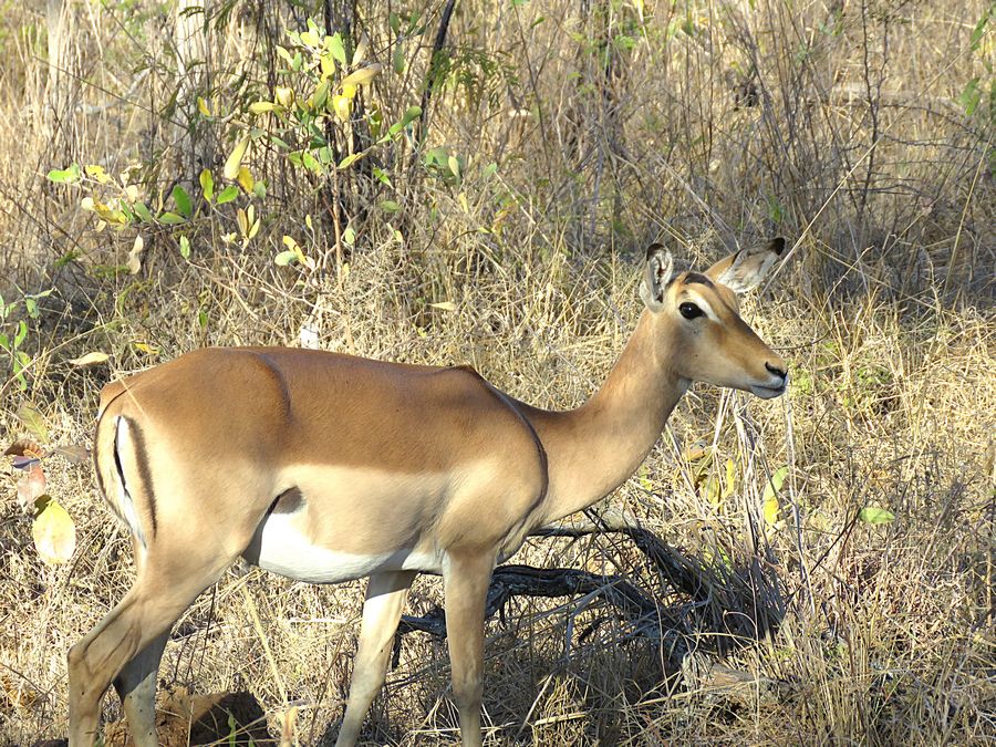 impala