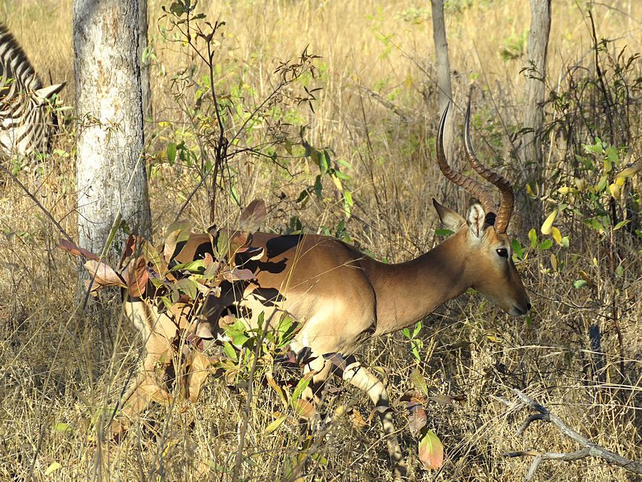 male impala