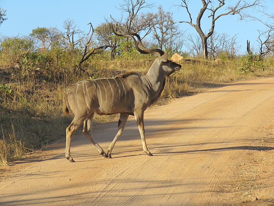 kudu